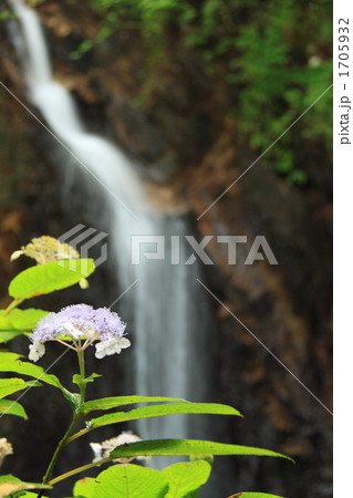 紫陽花と夢想の滝 紫陽花と夢想の滝 1705932