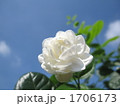 青空に八重のピカケ　左向きアップ　横 1706173
