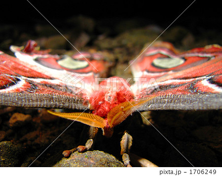 ヨナグニサン 世界最大の蛾 の写真素材