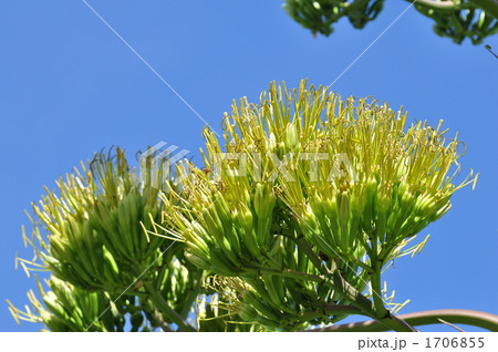 100年に一度の花 1706855