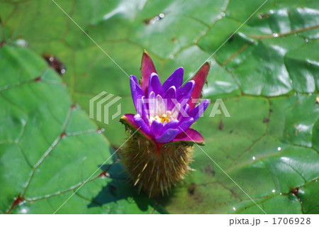 オニバスの花 1706928