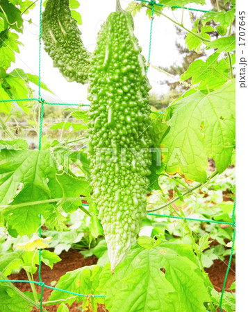 収穫直前のゴーヤ 1707645