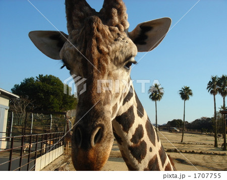 キリンのアップ 1707755