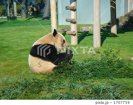 笹に夢中 1707759