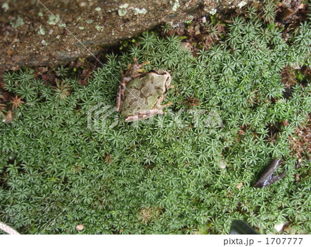 苔の上のカエル 1707777