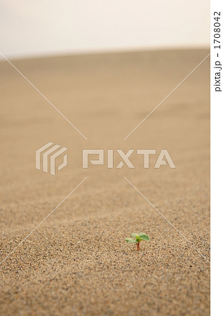 砂漠に生きる一本の芽 1708042