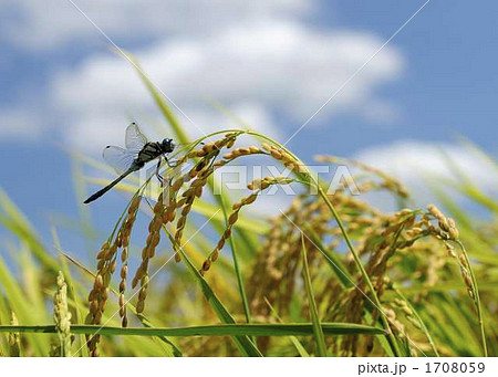 イネ イネ 1708059