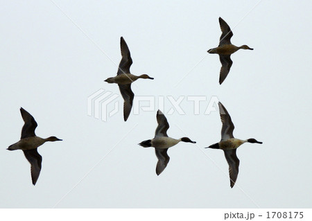 着水間近 着水間近 1708175