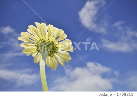 青空に白い百日草 1708919