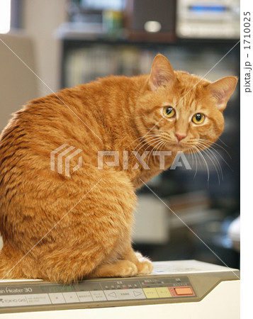 振り向く茶トラ猫 振り向く茶トラ猫 1710025