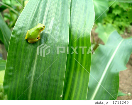 カエル 1711249