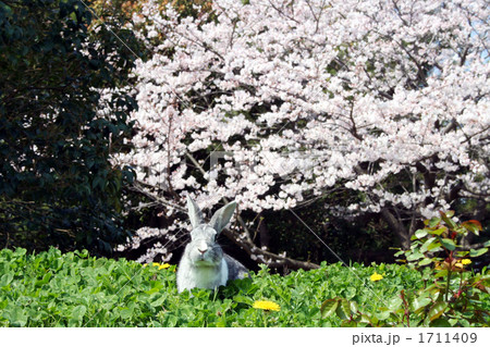 桜とうさぎの写真素材 [1711409] - PIXTA