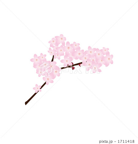 桜の枝のイラストのイラスト素材