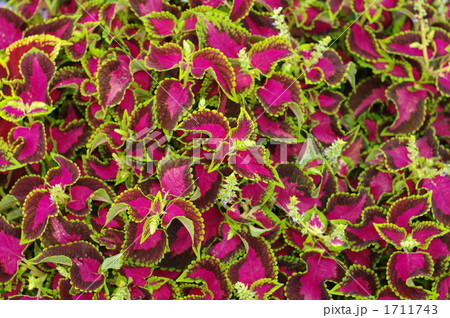 金襴紫蘇（コリウス） 1711743