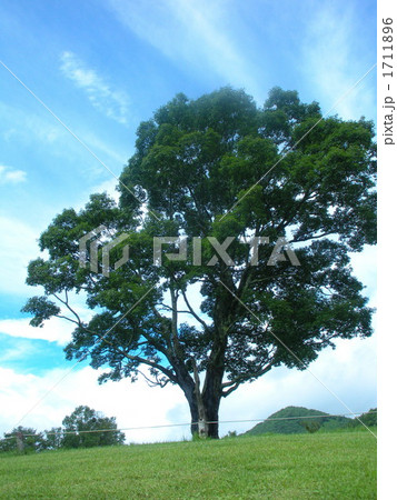 高原の大木 1711896