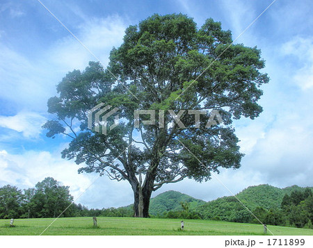 高原の大木 1711899