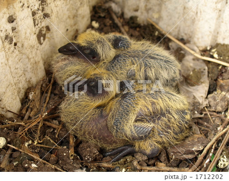 ベランダのプランターで育つハトの雛 1712202