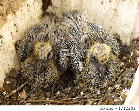 ベランダのプランターで育つハトの雛 1712203