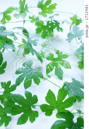 ゴウヤの葉 ゴウヤの葉 1712481