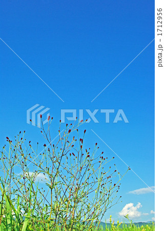 ワレモコウ咲く 1712956