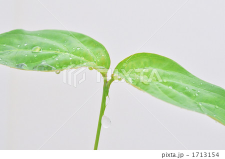 葉のしずく 1713154