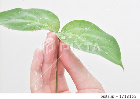水に濡れた葉と手 1713155
