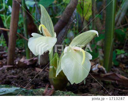 ミョウガの花 1713287