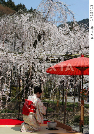 京都　山科毘沙門堂の観桜　野点 1713415