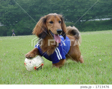 サッカー犬 1713476