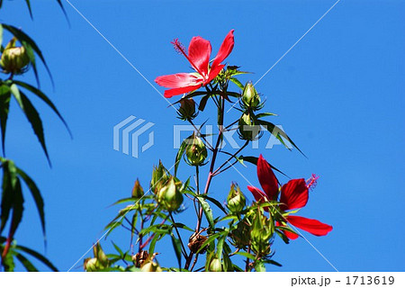 青空に咲く紅葉葵の写真素材