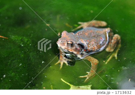 水面のヒキガエル横 1713632