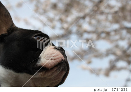 ボストンテリア　天仰ぐ 1714031