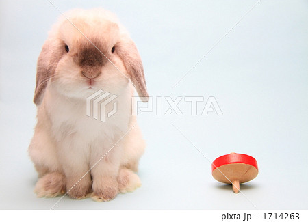 うさぎとコマ 1714263