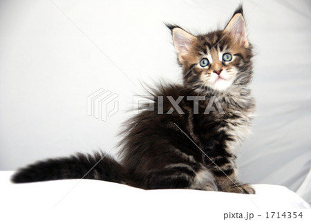 メインクーン メインクーン 1714354