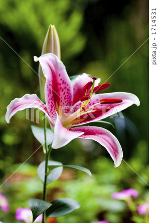 ユリの花 1714531