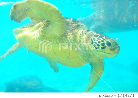 水族館のウミガメ 1714571