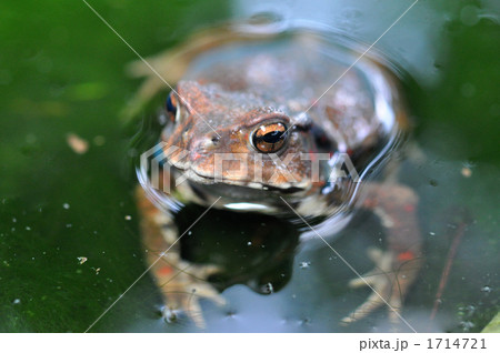 水面のヒキガエル アップ2 水面のヒキガエル アップ2 1714721