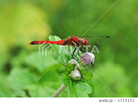 赤とんぼ 1715151