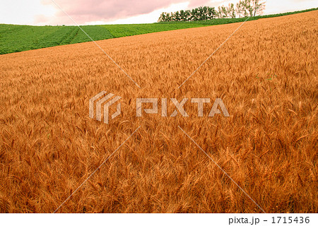 美瑛・赤麦の丘 1715436