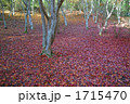 落ち葉 1715470