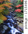 天城渓谷の秋 1715496