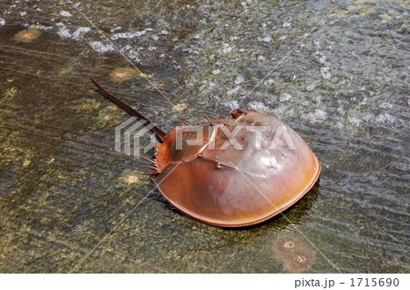 カブトガニ 1715690