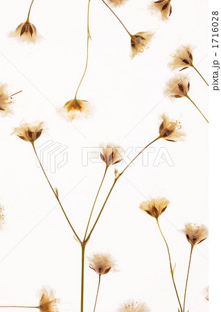 押し花 1716028