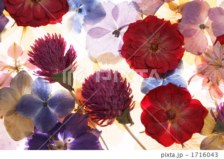 押し花 押し花 1716043