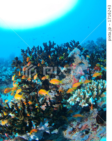 ある晴れた日 ある晴れた日 1716243