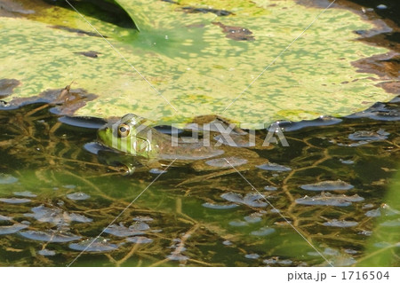 睡蓮の池のカエル 1716504