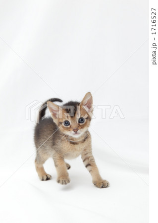 ポーズをとるベンガルの仔猫 1716527