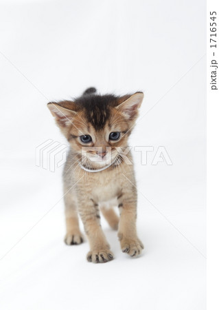 歩いてくるベンガルの子猫 1716545