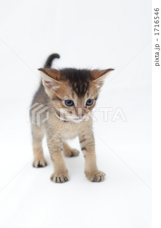 下を見て考えるベンガルの仔猫 下を見て考えるベンガルの仔猫 1716546