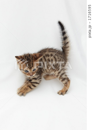 威嚇の姿勢をする仔猫 威嚇の姿勢をする仔猫 1716595